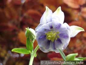 Une vivace fleurie: l'ancolie.