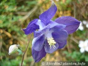 Une vivace fleurie: l'ancolie.