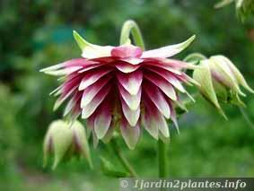 Une vivace fleurie: l'ancolie.