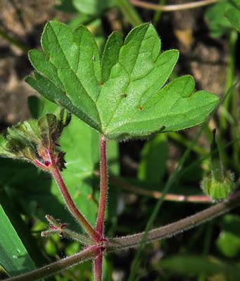 Géranium à feuilles rondes (Geranium rotundifolium)
