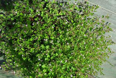 Géranium à feuilles rondes (Geranium rotundifolium)