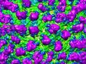 ZIKA: anticorps super-puissant neutralise l'infection Nature Communications