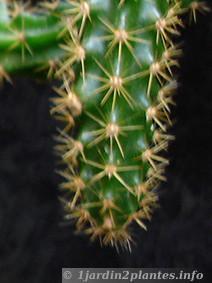 Un cactus original et coloré: l'aporocactus