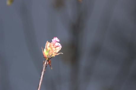 viburnum fragrans 25 nov 2016 008 (2).jpg