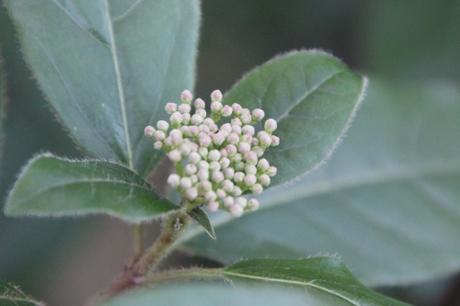 vib tinus veneux 29 nov 2016 004.jpg