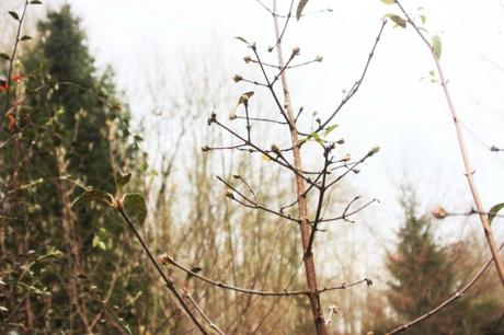 viburnum fragrans 25 nov 2016 008 (1).jpg