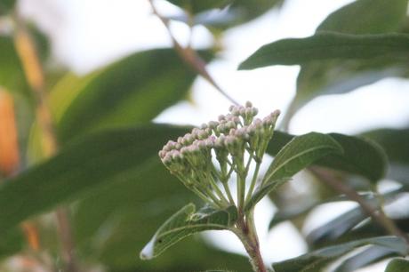 vib tinus 29 nov 2016 006.jpg