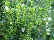 plante aromatique: sarriette