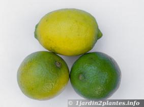 Un agrume tropical: le citron vert