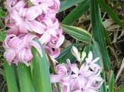 bulbe fleuri parfumé: jacinthe