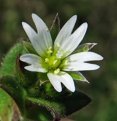 Céraiste nain (Cerastium pumilum)