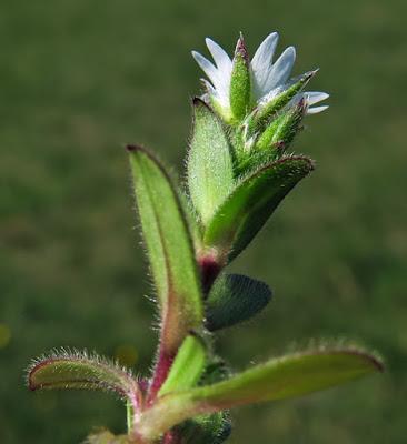 Céraiste nain (Cerastium pumilum)