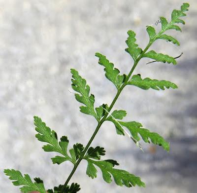 Cystoptéris fragile (Cystopteris fragilis)