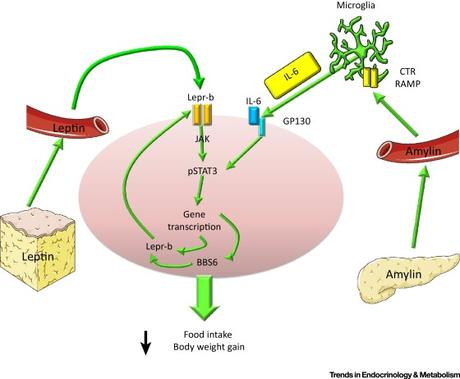 #trendsinendocrinologyandmetabolism #homéostasieénergétique #amyline #leptine Amyline et leptine : co-régulateurs de l’homéostasie énergétique et du développement neuronal
