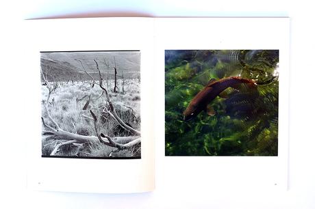 DANNY LYON – BURN ZONE & THE STORY OF SAM