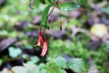 3 fuchsia romi 23 nov 2016 003 (3).jpg