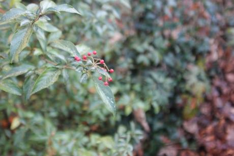 14 viburnum foetidum veneux 9 dec 2016 004.jpg