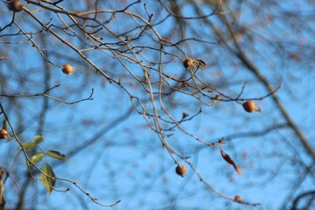 9 mespilus veneux 5 déc 2016.jpg