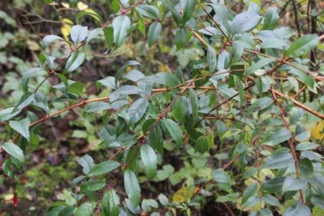 1 fuchsia romi 23 nov 2016 003 (1).jpg