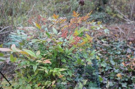 4 nandina romi 23 nov 2016 024 (2).jpg