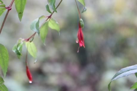 2 fuchsia romi 23 nov 2016 003 (2).jpg