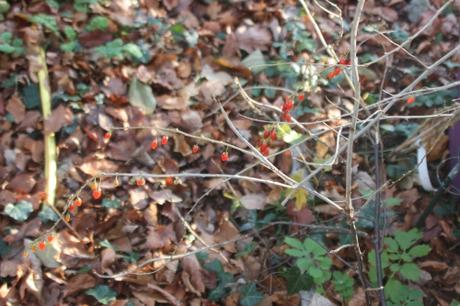 7 lycium korean veneux 5 dec 2016 012.jpg