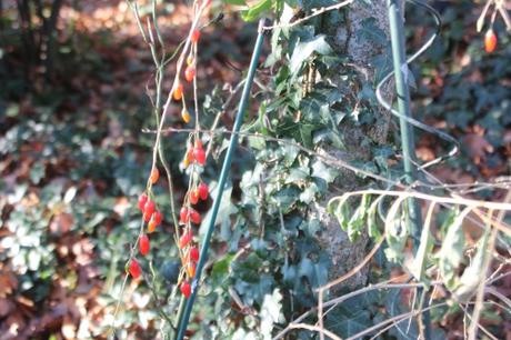 8 lycium korean veneux 5 dec 2016 015.jpg