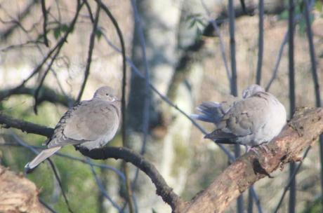 12 tourterelles veneux 5 dec 2016 018.jpg