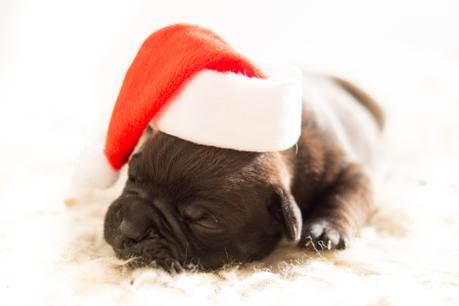 dog-christmas-xmas-bulldog