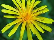 Crépis marais (Crepis paludosa)