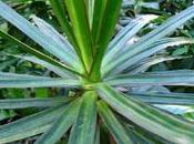 plante d'intérieur: dracaena marginata