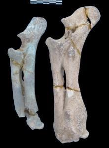 A gauche le phénomène de turquoise osseuse sur un des os d'hippopotames. A droite, un os normal - Jean-Denis Vigne