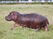 L’énigme massacre hippopotames nains