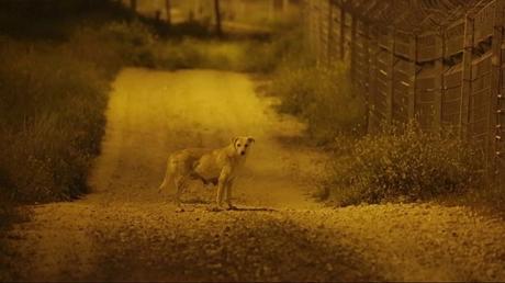 Trouver l’apaisement à Tel Aviv ? Itay Marom, Dogs, 2015, capture d'écran vidéo