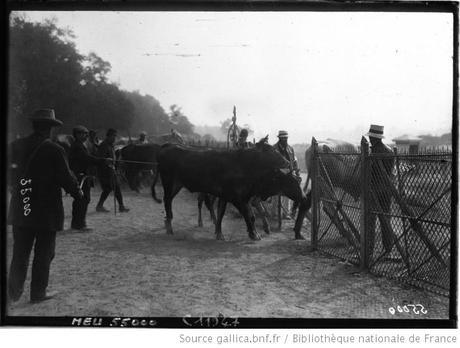 Les bestiaux au Bois de Boulogne en 1914 : il faut nourrir Paris, coûte que coûte