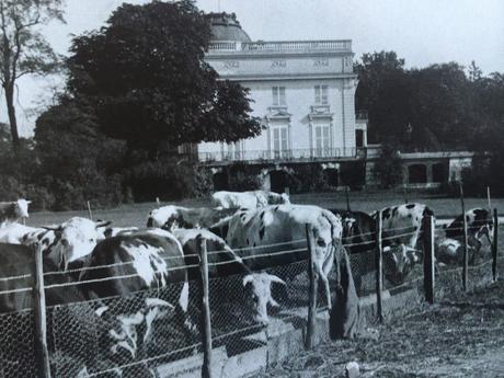 Les vaches, en 1914, sont dans les jardins de Bagatelle