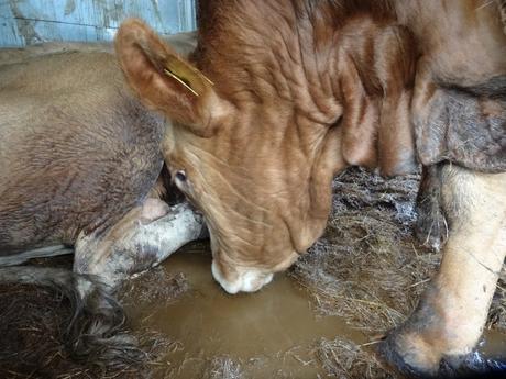 Le calvaire des animaux transportés sur des milliers de kilomètres jusqu’en Turquie 20160627_TR_CP_23_BG-PB1324EB_Pimk (22)