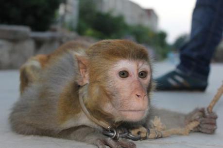 This monkey, named Xiaohua by the investigator, was dragged and yanked around by a rope around her neck.