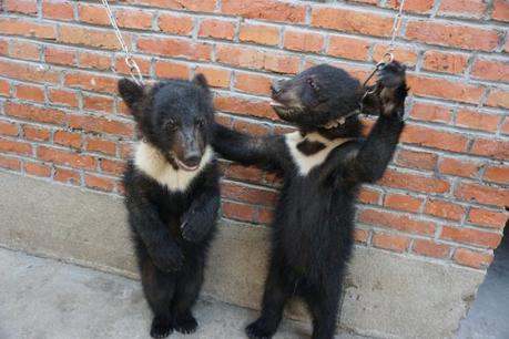 Bear cubs were chained to a brick wall and forced to stand upright, putting them at risk of choking or hanging.