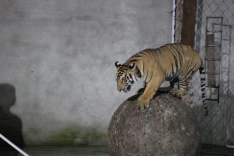 This tiger was forced to balance and walk on a ball while a trainer stood close by with a pole to hit and jab her if she failed to perform.