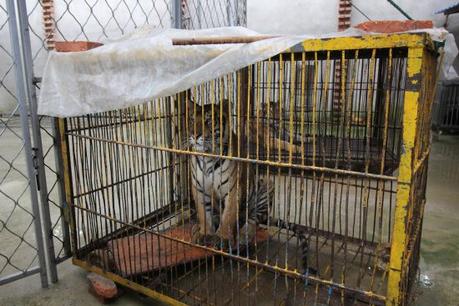 Tigers were confined to barren cages.