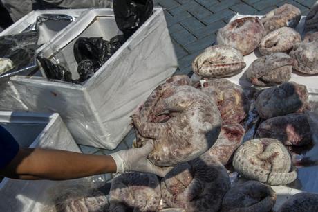 Indonesian customs officials display the seized shipment of 1,390 kilograms of frozen pangolin bound for Singapore during a ceremony destroying the seized illegal shipment at the Surabaya customs office in East Java province on July 8, 2015. Pangolin, the scaly mammal that feeds on ants and termites are listed as critically endangered under the International Union for Conservation of Nature (IUCN) due to high levels of hunting and poaching for its meat and scales, which is primarily driven by exports to China. AFP PHOTO / JUNI KRISWANTO / AFP PHOTO / JUNI KRISWANTO