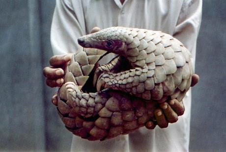 A wildlife officer displays a pangolin, also known as the white ant eater, 29 June 2001 in Amritsar. The young mammal fell down a well and was about to be killed by ignorant villagers. The pangolin is an endangered species protected in the wildlife act and has almost been wiped out in north India. AFP PHOTO/Sanjeev CHAWLA / AFP PHOTO / SANJEEV CHAWLA