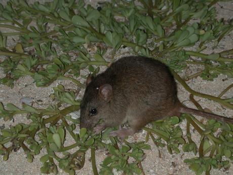 CU of Bramble Cay melomys (Melomys rubicola) on sand with vegetation, Bramble Cay, northern tip of the Great Barrier Reef,Torres Strait.  Image taken: 12/11/2002 | DIGITAL ORIGINAL