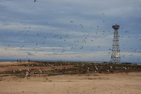 Bramble Cay in 2011 - photo by Natalie Waller