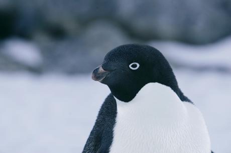 An Adelie penguin is pictured at Cape Denison, Commonwealth Bay, East Antarctica in this December 16, 2009 file photo. Scientists have discovered a new strain of avian flu in the Antarctic, after testing a group of Adelie penguins,  according to an Australian-based researcher. 