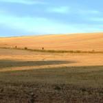 Des champs de blé moissonnés à perte de vue