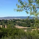 Changement de paysage : oliviers, amandiers, vignes...