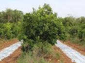 Solutions locales pour désordre global