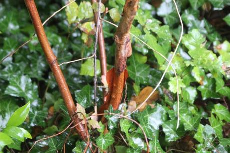 6 hydrangea quercifolia snow queen veneux 25 oct 2016 018.jpg